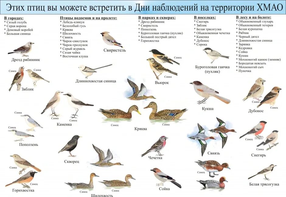 Птицы ХМАО Югры. Перелетные птицы Югры. Перелетные птицы Югры для дошкольников. Перелетные птицы средней полосы России определитель.