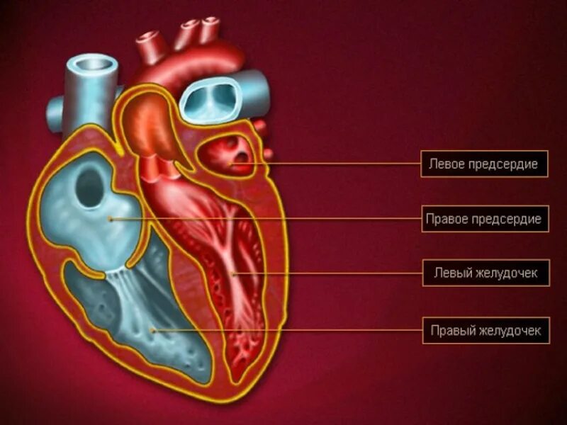 Где предсердие. Левый и правый желудочек сердца. Желудочки сердца анатомия. Предсердия и желудочки сердца. Сердце анатомия желудочки и предсердия.