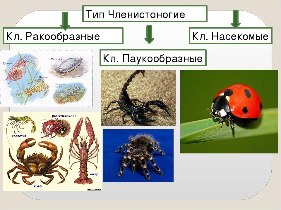 Членистоногие какой тип. Членистоногие. Представители членистоногих. Представители типа членистоногих. Представители насекомых членистоногих.