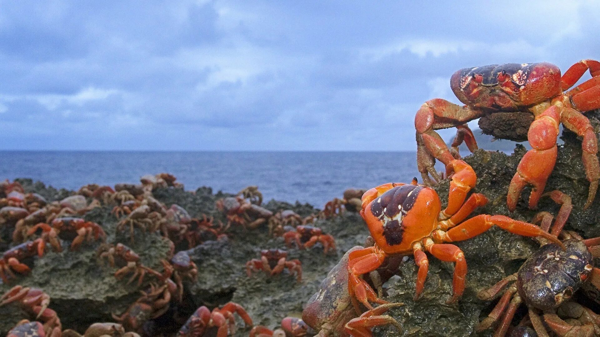 Дальневосточный морской заповедник ракообразные. Дальневосточный морской заповедник краб. Краб Ритропанопеус Черноморский. Крабовый остров. Краба выйдет