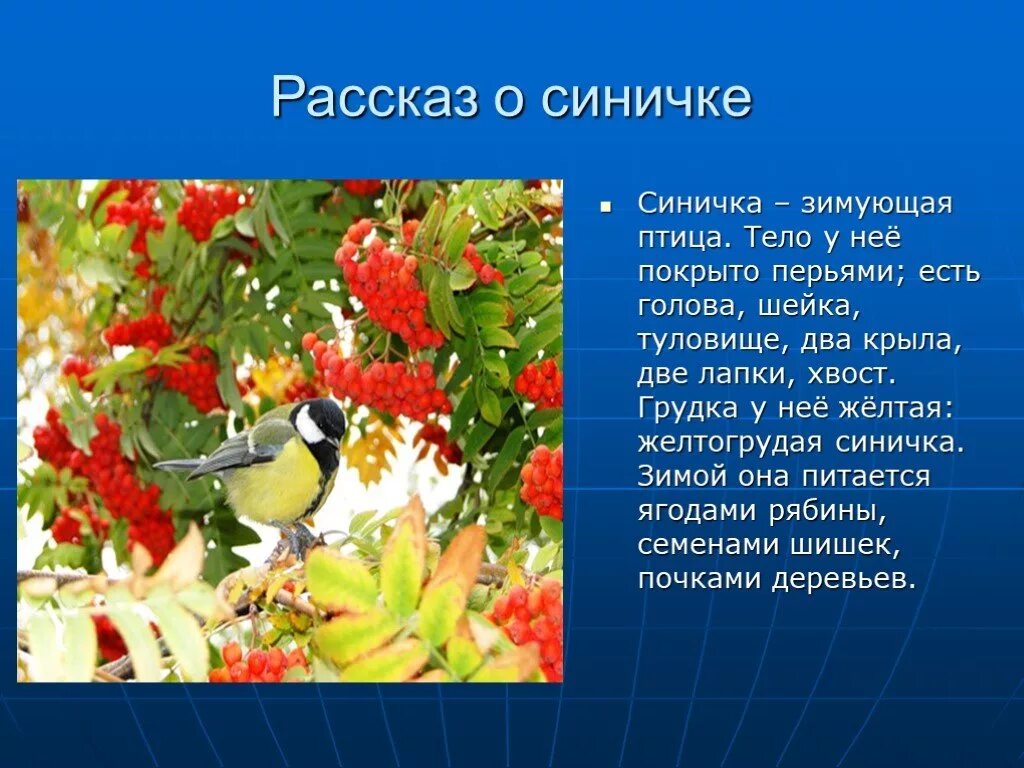 Текст про птиц 5 класс. Рассказ о птицах. Рассказ про синичку. Рассказ о птице синичка. Короткий рассказ о птице.