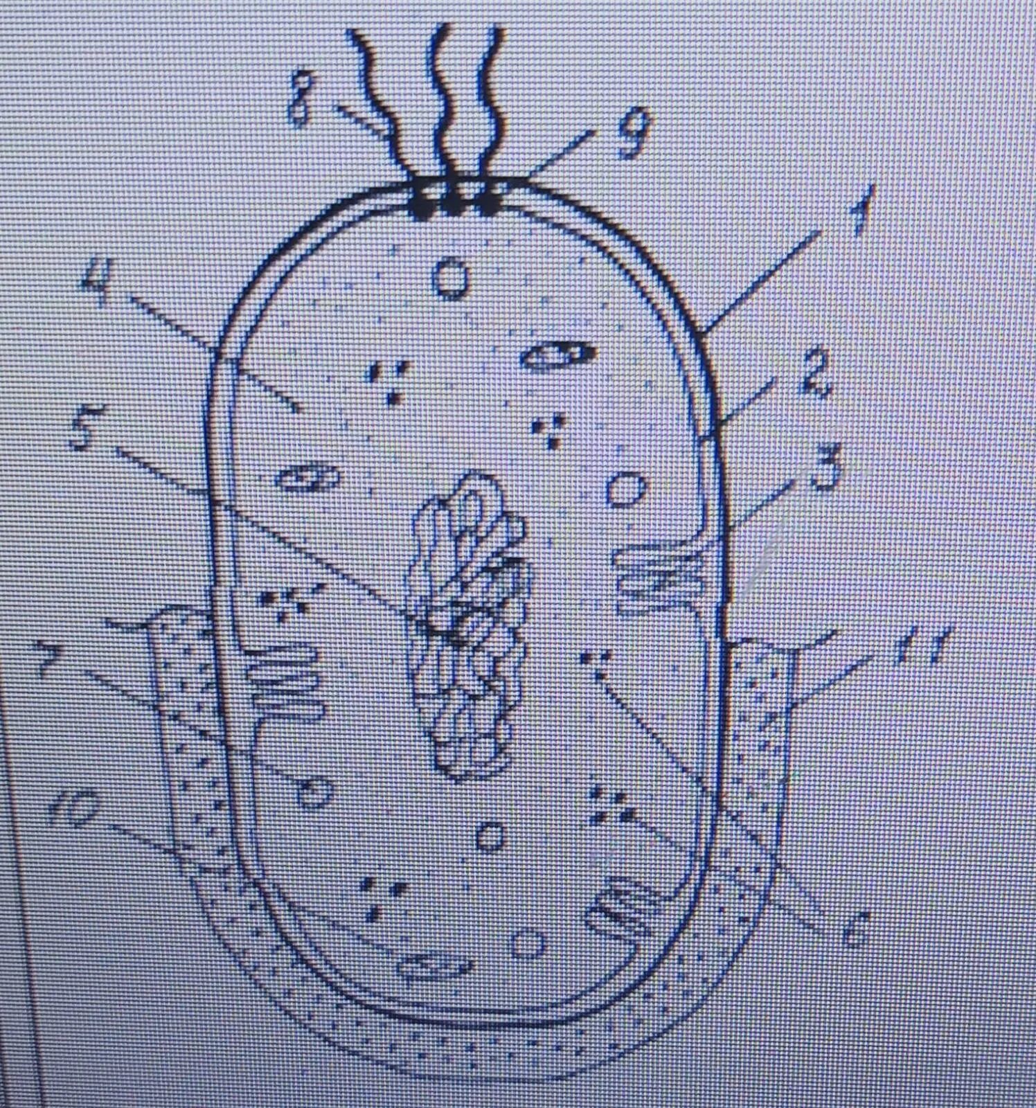 На каком рисунке изображена клетка бактерий. Бактериальная клетка. Части бактериальной клетки. Рисунок бактериальной клетки с цифрами. Части микробной клетки.