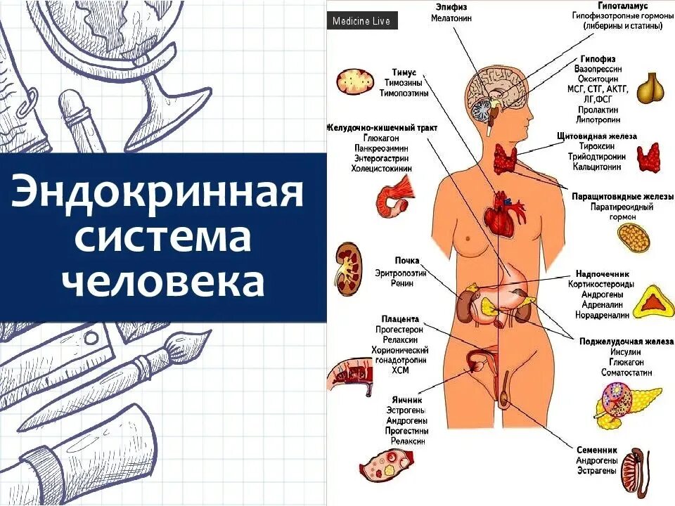 Секрет в биологии. Эндокринная система человека. Схема строения эндокринной системы. Эндокринные органы человека. Эндокринная система презентация.