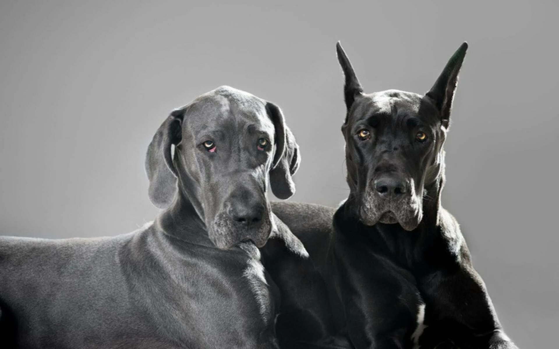 Порода собак Королевский дог. Чёрный Королевский немецкий дог. Королевский дог с некупированными ушами. Королевский дог мраморный. Музыка большая собака