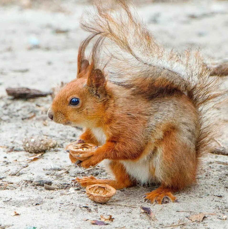 Огненная векша. Огненная векша славянский календарь. Белка векша. Белки животные. Любопытная белка.