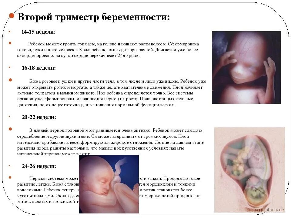 2 триместр форум. Второй триместр беременности. на какой неделе начинает шевелиться ребенок.