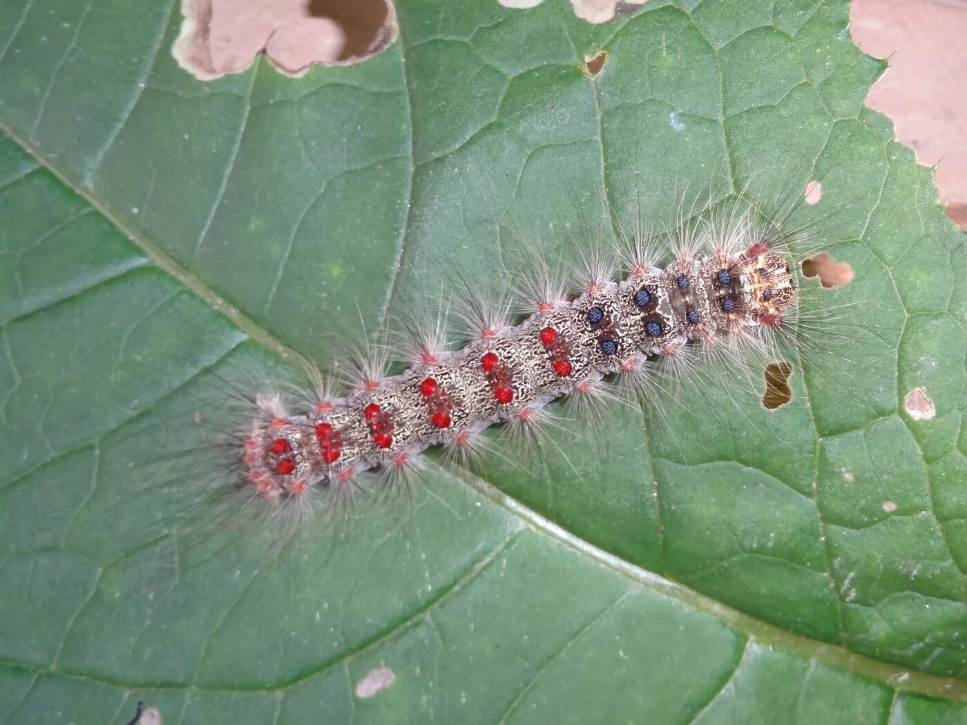 гусеницы 4 буквы