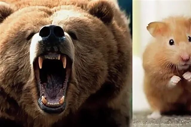 Медведи хомячки. Хомяк и медведь. Медвежонок и хомячок. Хомяк против. Медведь и хомяк фото.