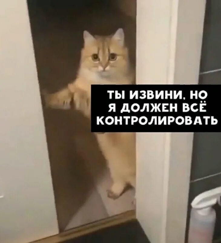 Кот должен быть. Кот контролирует. кот контроль юмор. коты контролируют человечество. сдержанный кот.