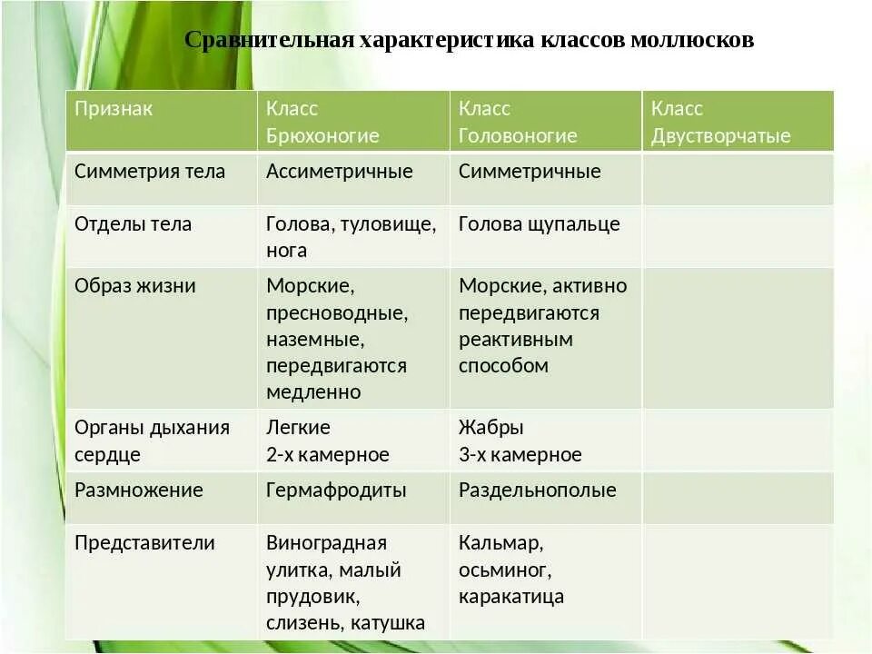 Таблица классы моллюсков 7 класс биология. Представители головоногих моллюсков 7 класс таблица. Таблица брюхоногие двустворчатые головоногие 7 класс биология. Брюхоногие двустворчатые головоногие таблица