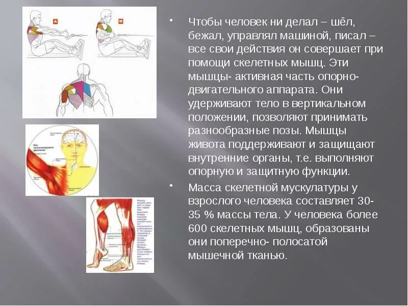 Работа мышц презентация. Конспект по биологии работа мышц. Презентацию на тему "работа мышц".. Доклад "работа мышц.