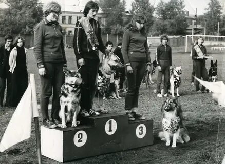 Собака 1970