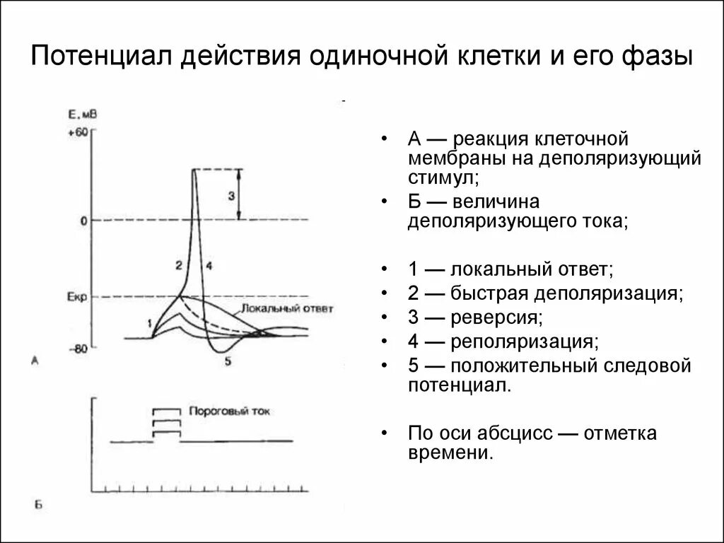 Потенциал действия физиология это. Мембранный потенциал действия схема. Схема потенциала действия нервной клетки. Фазы потенциала действия мышечного волокна график. График потенциала действия мембраны.