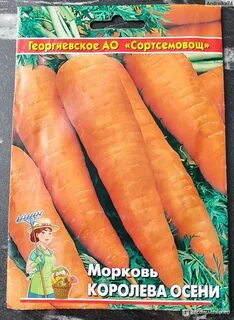 Морковь сорт королева осени отзывы
