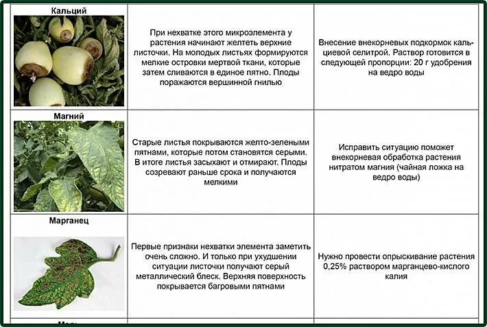 Как по листьям определить чего не хватает. Нехватка микроэлементов у томатов. симптомы нехватки микроэлементов у томатов. нехватка элементов у томатов по листьям. признаки нехватки микроэлементов у томатов по листам.