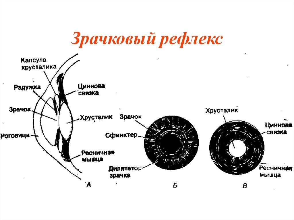 Дуга зрачкового рефлекса схема. Рефлекторная дуга сужения и расширения зрачка. Рефлекторная дуга расширения зрачка схема. Рефлекторная дуга зрачкового рефлекса физиология.