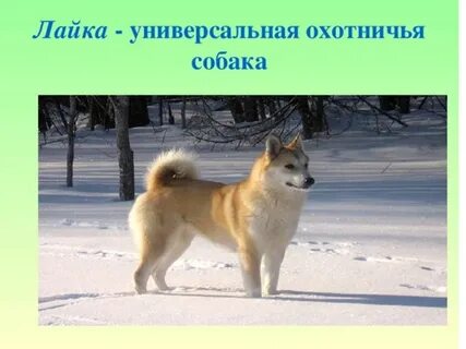 Лайка собака рассказ