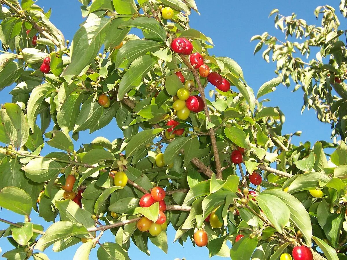 Кизил обыкновенный. Кизил Cornus mas. Кизил ягода кустарник. Кизил куст с ягодами. Кизил дикий дерево