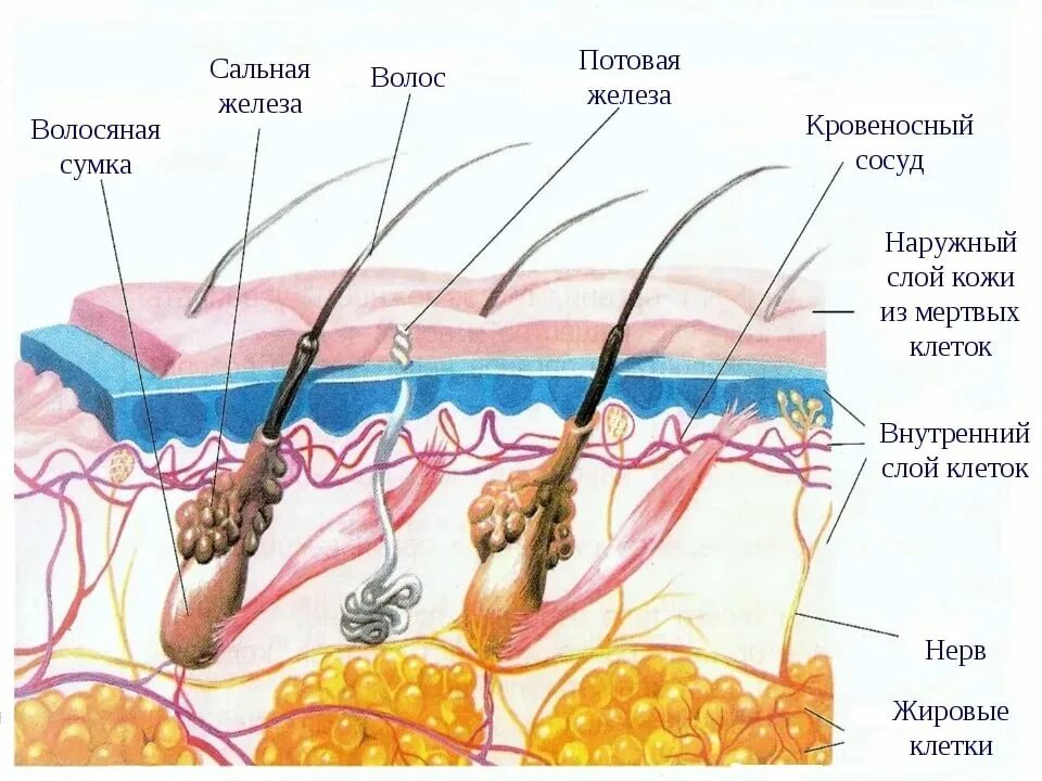 Где расположены корни волос потовые и сальные. Строение волос потовая железа. Структура кожи сальная железа. Строение кожи сальные железы. Строение потовых желез кожи.