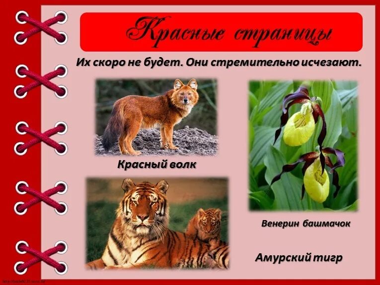 Составьте список растений и животных