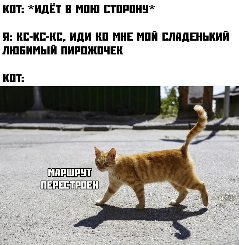 Кот шатается при ходьбе. Кошка идет. рыжий кот идет. кот ходит. рыжий котенок на улице.