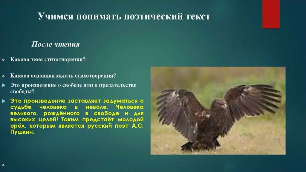 Орел в неволе стих. Анализ стихотворения узник. Основная мысль стихотворения узник. Стихотворение узник. Узник Пушкин тема.