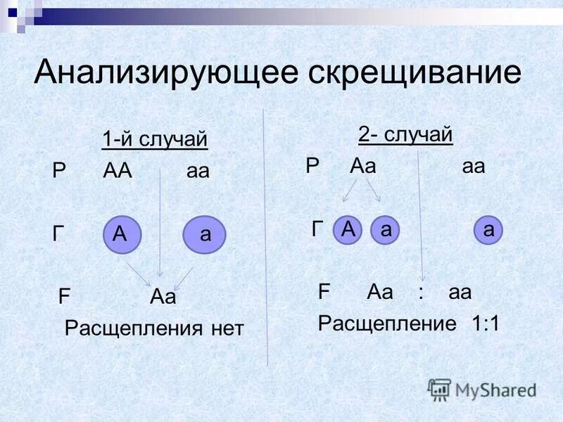 Соотношение анализирующего скрещивания. Соотношение анализирующего скрещивания