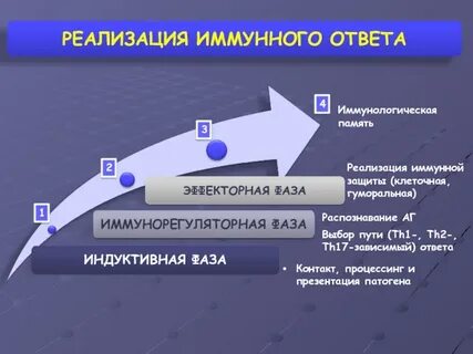 Реализация иммунного ответа
