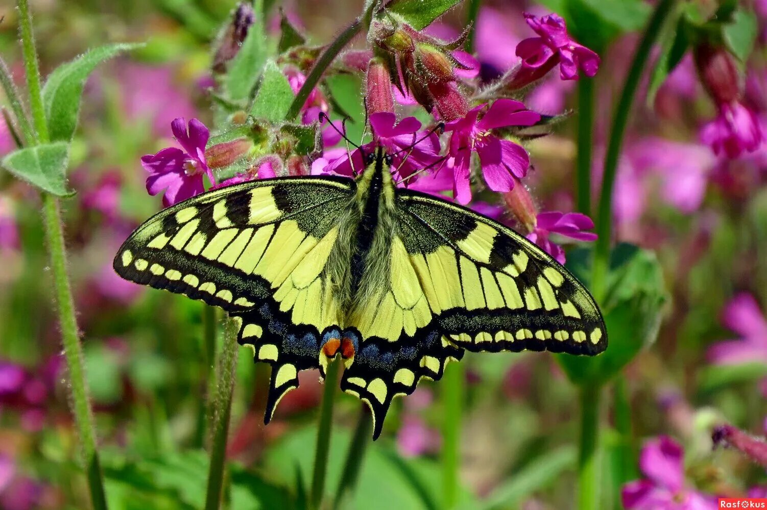 бабочки в цветах. бабочка на цветке. июнь бабочки. рыжая бабочка. красивые бабочки.