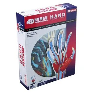 4d master