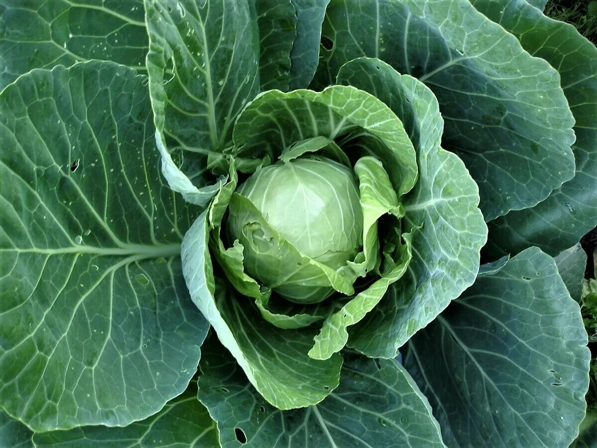 Семейство крестоцветные капуста белокочанная. Капуста Полевая (Brassica Campestris l.). Крестоцветный каусута. Капуста - Brassica плод. Плод крестоцветных капустных