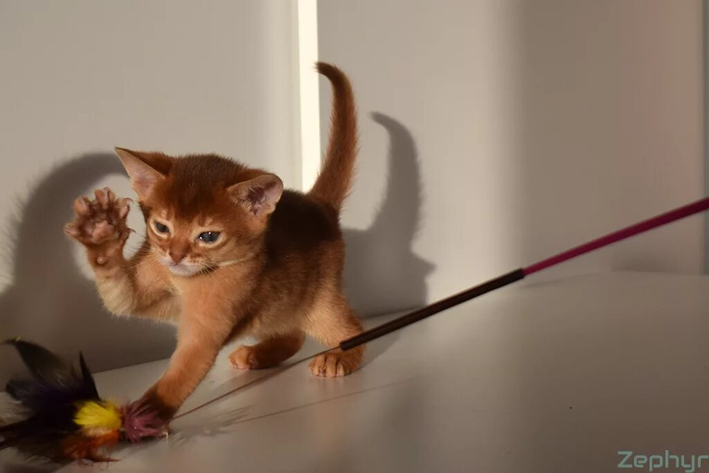 Брачный зов кота. Зов кошки для котят. Зов кошки для котят. Звуки кошек мяуканье. Кошка на ветке.