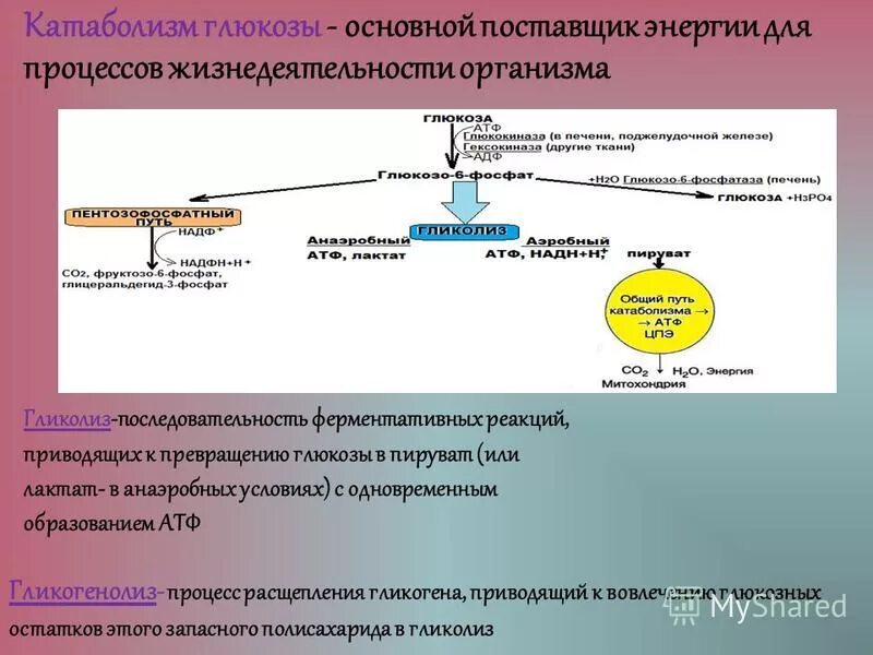 Схема катаболизма гликогена и жира. Процесс катаболизма гликогена. Основные пути катаболизма Глюкозы. Катаболизм последовательность процессов. Основной провайдер