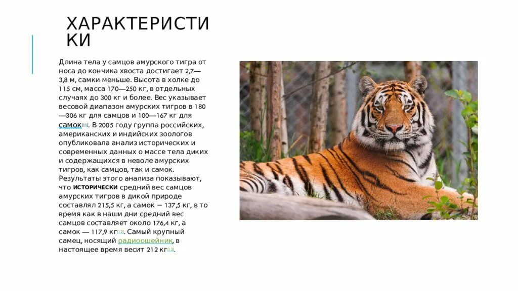 Какая длина тигра. Амурский тигр. Амурский тигр длина. Амурский тигр длина тела. Амурский тигр характеристика.
