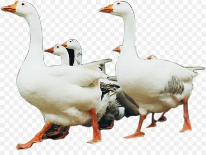 Без гуси