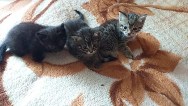 Отдам котят нея