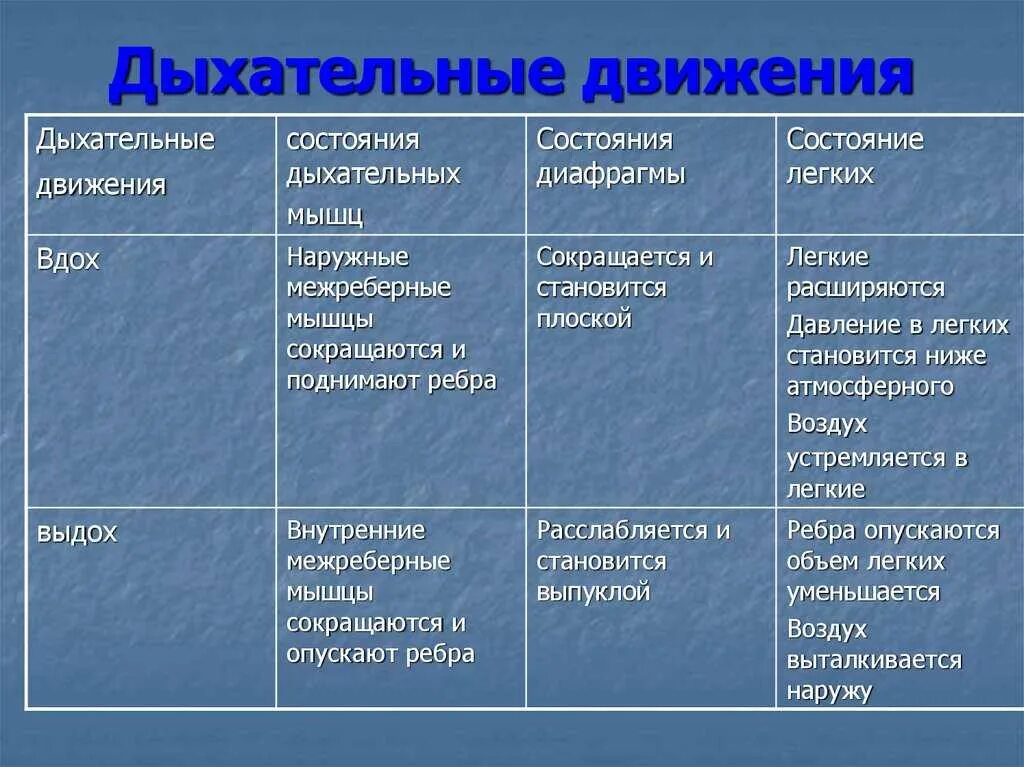 Дыхательные движения. Таблица биологий газообмен легких и тканях. Дыхательные движения 8 класс. Дыхательные движения таблица вдох и выдох.