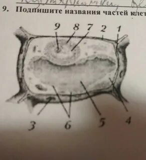 Подпиши название элемента