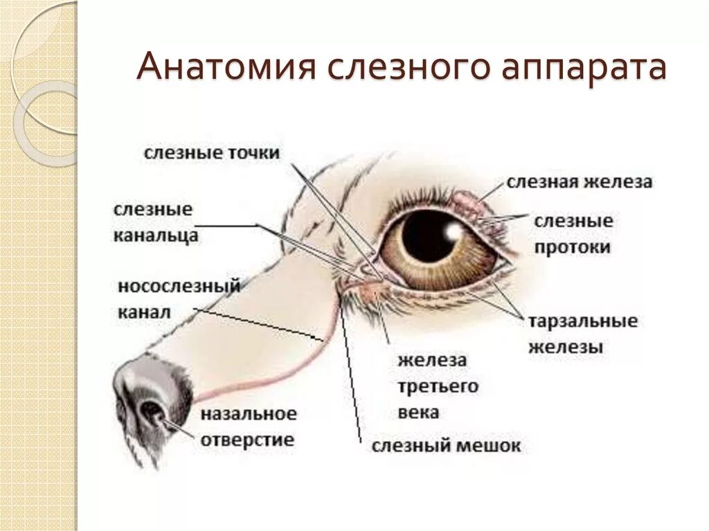 Слезная железа у млекопитающих