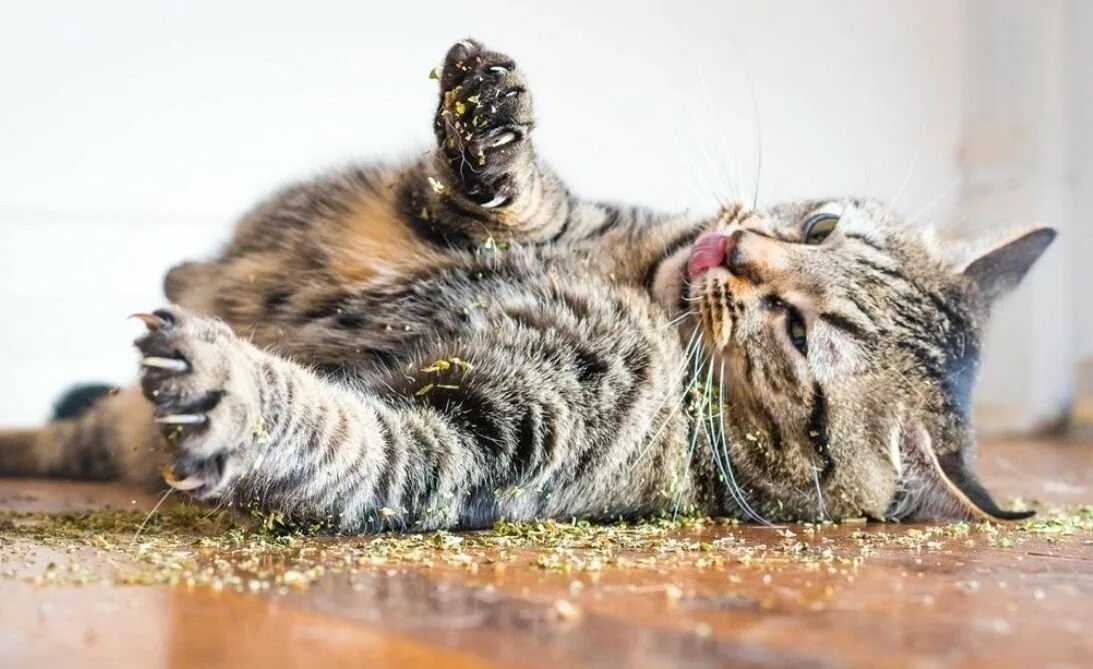 Котам можно есть кошачью мяту. ) (старослав). Трава деревенские лакомства кошачья мята. Catnip кошачья мята. Котовник кошачий бархат.