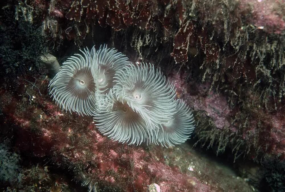 Веерный червь. Bispira guinensis. bispira brunnea. биспира червь. червь веерный сабеластарта.