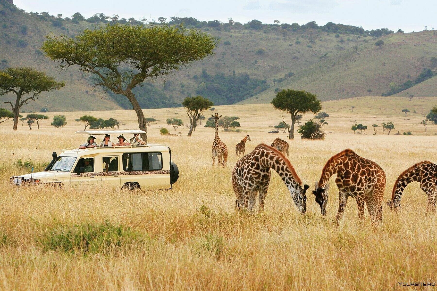 Africa safari. Серенгети Танзания. Кения сафари. Сафари парк Африка. Кения сафари парк.