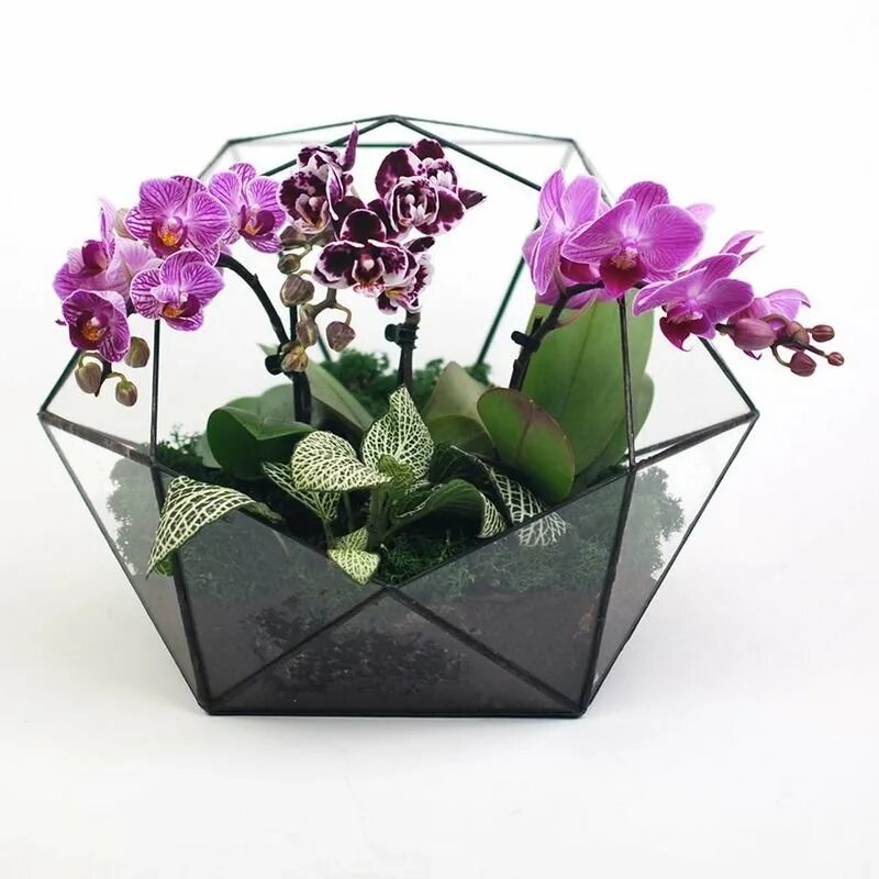 Доставка орхидей по россии. Флорариум с орхидеей. Флорариум с мини орхидеей. Фаленопсис Орхидея Румба. Орхидариум (флорариум с орхидеей).