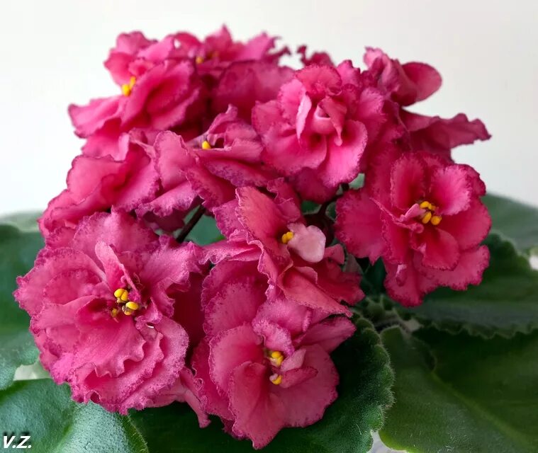 Dn galadriel фиалка. Сенполия магия неба. Dn фиалка. Фиалка карибы. Dn galadriel фиалка.