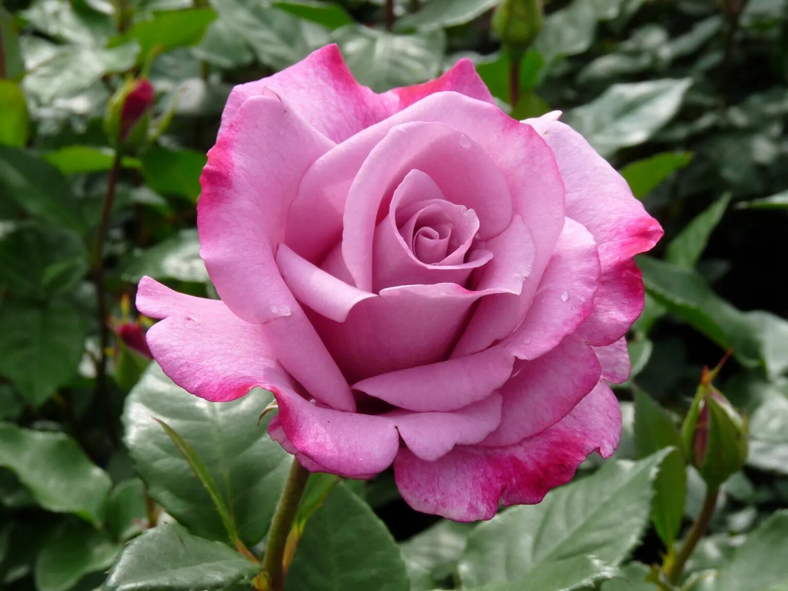 Роза муди блюз эквадор. Moody blues роза. Роза эквадор moody blues. Роза эквадор moody blues. Rose blues.