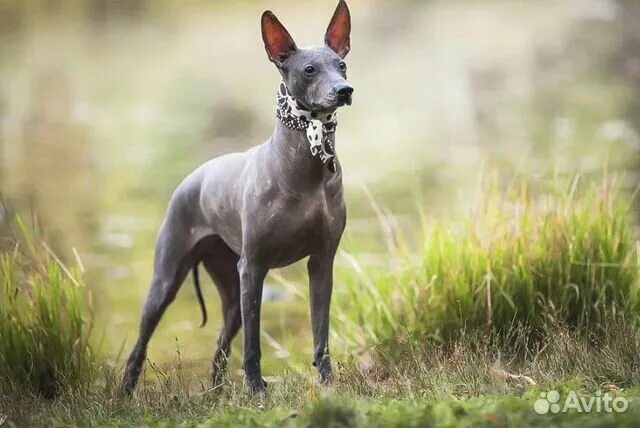 HERMOSOS XOLOITZCUINTLES COCO Mascotas, Perros, Dueños de perros