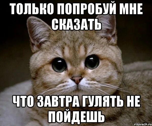Можно завтра утром. Пошли завтра гулять. Завтра гуляем. Только попробуй.