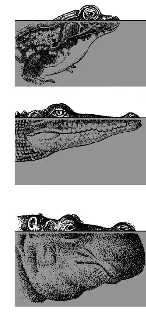 Конвергентная эволюция примеры. Конвергенция у животных. Конвергентное сходство крокодила лягушки и бегемота. Какое развитие характерно для жаб и крокодилов. Расположение глаз у лягушек крокодилов и бегемотов.