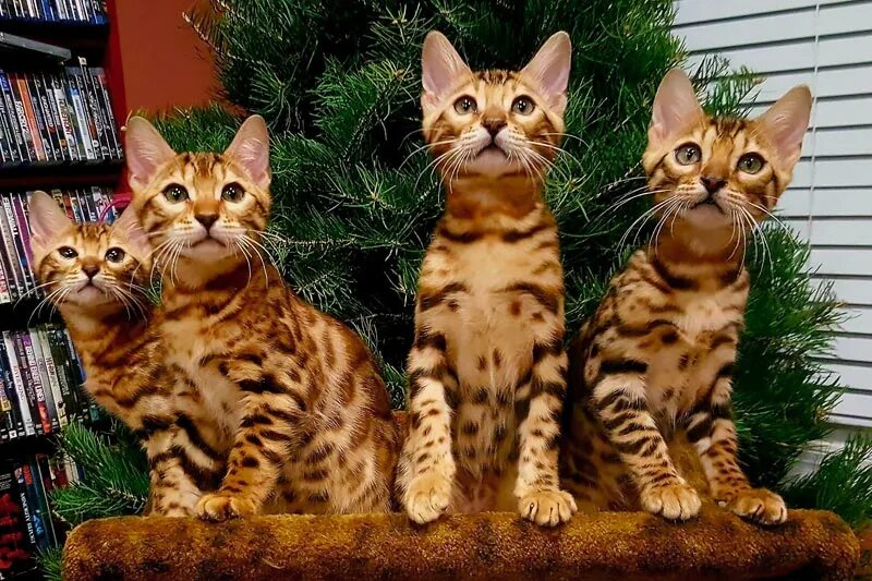 Сколько живут бенгальские коты