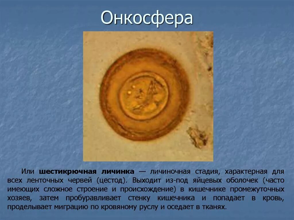 Шестикрючная личинка онкосфера. Онкосферы тениид цикл. Яйцо и онкосфера свиного цепня. Яйца онкосферы тениид. Яйцо с онкосферой